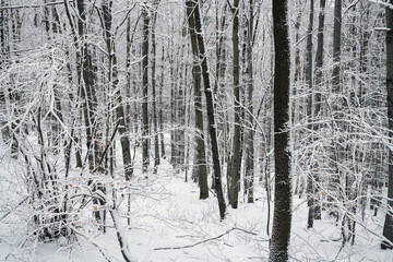 Mountain landscapes in winter with frozen trees and snow