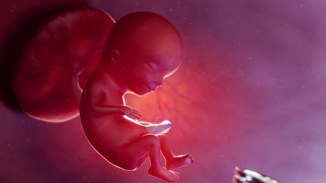 3D rendered medical animation of an abortion