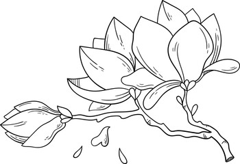 Magnolia flowers on branch line art Contemporary floral design