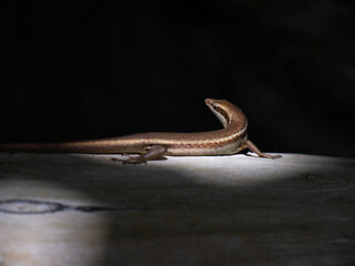 Bronze lizard of Seychelles against dark background.