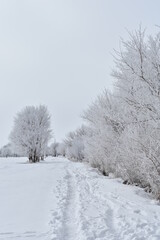 snow covered trees