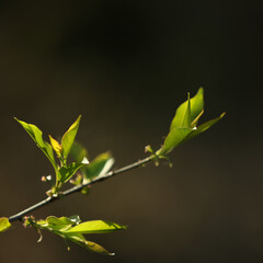 spring is arriving