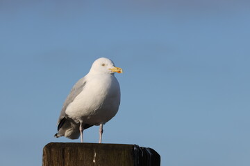 Gull on the Norfolk Coast on Walcott beach