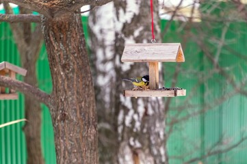 Tits in a feeder hanging on a tree