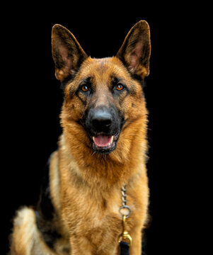 German Shepherd dog in full growth on a black background isolated