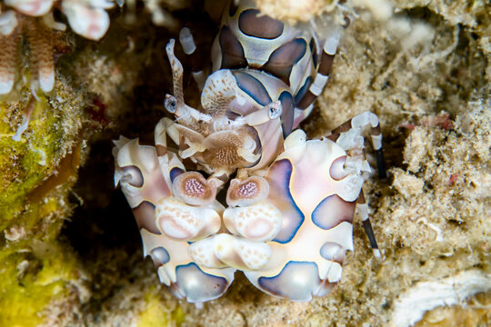 Close-up of Harlequin Shrimp (Hymenocera picta) swimming underwater