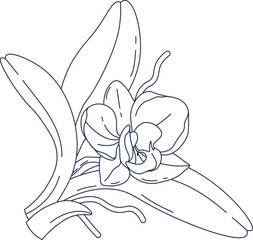 Orchid flowers contemporary floral design Trendy bouquet