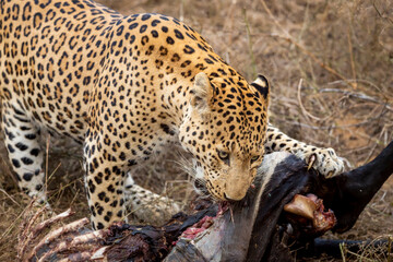 Obraz premium closeup shot of wild fully grown adult male leopard or panther or panthera pardus fusca feeding eating meat of blue bull or nilgai after hunting during safari at jhalana forest reserve jaipur india
