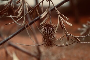 Dead seeds of native Australian flora