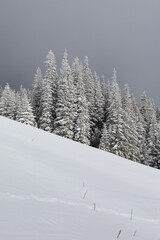 A snow-covered slope against a background of snow-covered trees. Winter landscape