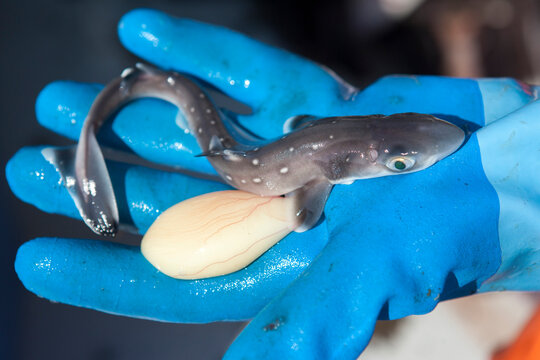 A fisherman holds a dogfish pup in his gloved hand.