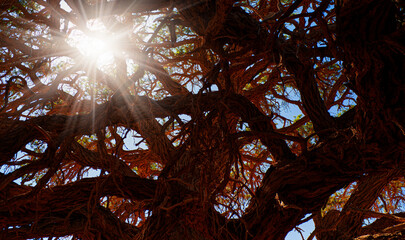 Sun rays shining through trees ,nature background