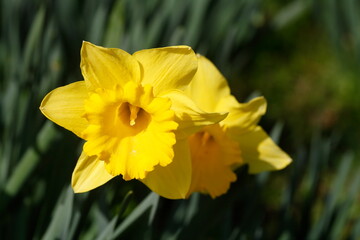 Gelbe Narzissen, Narzissenblüte (Narcissus Pseudonarcissus), Deutschland