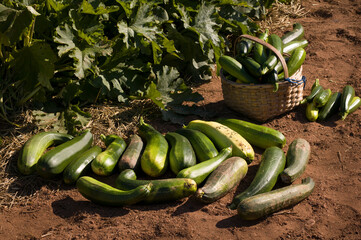 Organic zucchinis harvested in  Prince Edward Island, Canada.