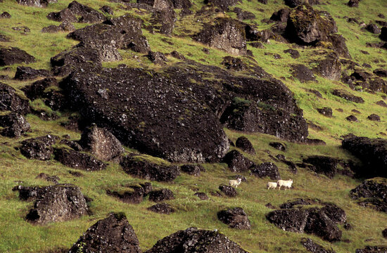 Sheep near Hveragerdi, Iceland