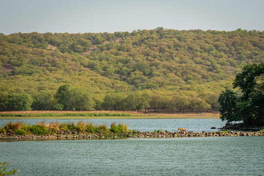 lake mountains and scenery or scenic landscape background with wild female bengal tiger or panthera tigris crossing rajbagh lake water from causeway at ranthambore national park forest rajasthan india