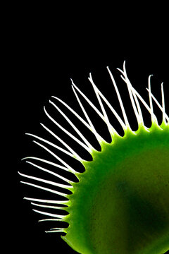 A venus flytrap (Dionaea muscipula) with fly inside.