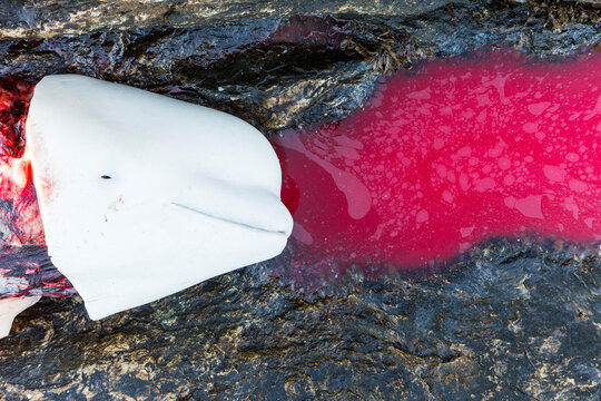 Beluga Whale Hunt, Marble Island, Rankin Inlet, Canada