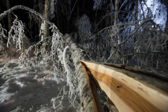 Fallen tree in forest in winter at night
