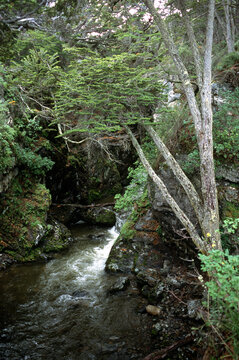 Environmental Tierra del Fuego -- Invasive Species