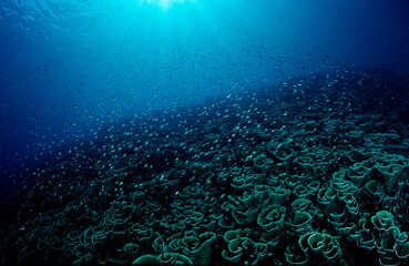 Coral reef, Indonesia, Indian Ocean, Komodo National Park