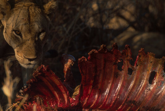 Lion female with a zebra rib cage, Kenya.