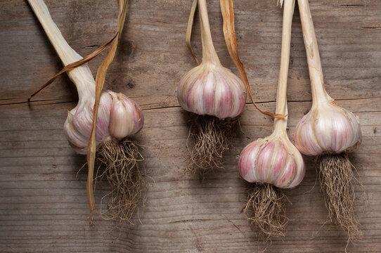Red Russian garlic.