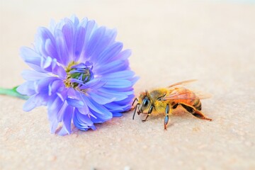 オレンジのタイルの上に置かれた紫の孔雀アスターと花に近づいく黄色いフワフワの可愛い蜜蜂
