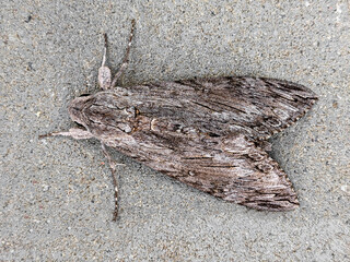 Convolvulus hawk-moth disguised against a gray concrete wall