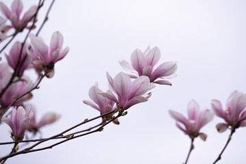 Fototapeta na wymiar Magnolia flowers on the tree. Blooming magnolia, big pink flowers on the tree.