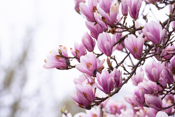Magnolia flowers on the tree. Blooming magnolia, big pink flowers on the tree.
