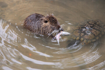 coypu (?) in a zoo in osaka (japan)