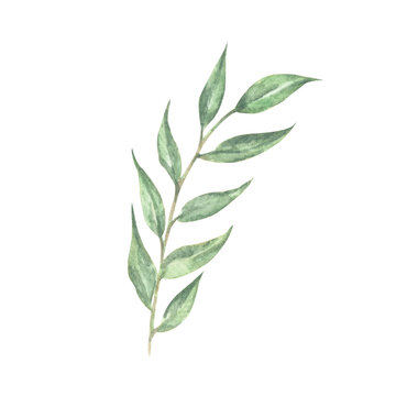Green leaves element - for bouquets, wreaths, arrangements, wedding invitations, anniversary, birthday, postcards, greetings, cards, logo. Watercolor floral illustration.
