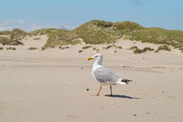 Seagull, dunes, blue sky and beach - vacation at the sea