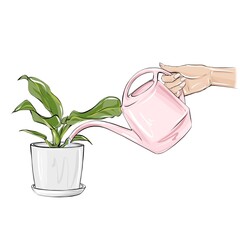 Watering plant in pot on white background illustration © Olga