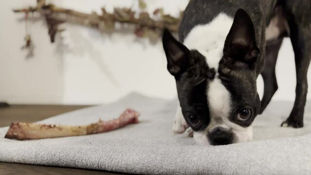 A dog stops eating a bone. He gets up and walks away. It is a Boston Terrier