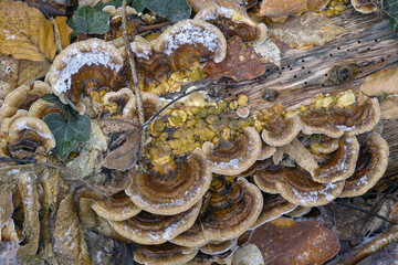 Baumpilze im Wald auf Stamm