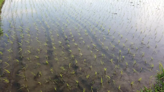Rice Field Flooded Wet Crops of Bali Indonesia, Farm, Grow, Cultivation Paddy Fields in Southeast Asia, Water Reflection