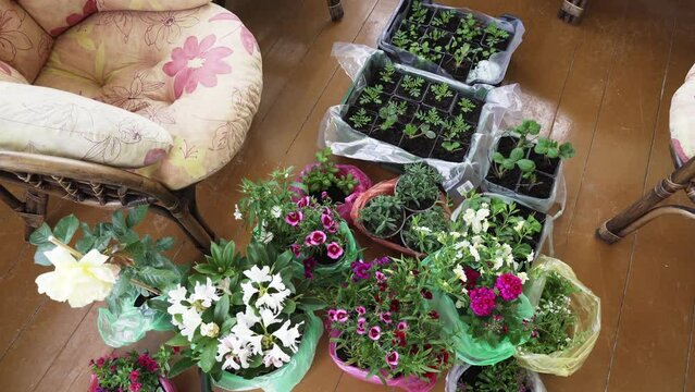 Gardening. Various Colorful flowers on the terrace on the floor, before planting in the beds. Verbena blooming, Verbena hybrida. Alyssum flowers, Lobularia maritima. Rose, rhododendron