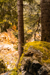 Fototapeta premium nature scenery in greenery and trees