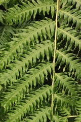 fern in the forest