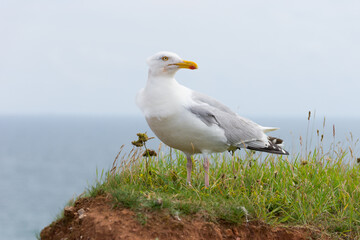 Fototapeta na wymiar Close-up of a herring gull on the cliff of Helgoland