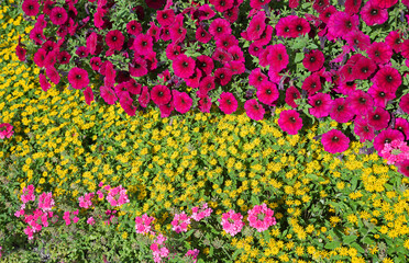 pink petunias and verveines, yellow mexican creeper together in a flower bed