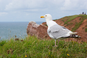 Vacation on a North Sea island - Helgoland
