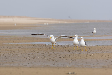 The seagull gang on the beach of Amrum 