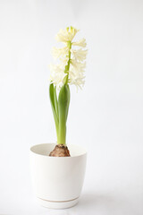 Beautiful white hyacinth flowers bloom in white pots