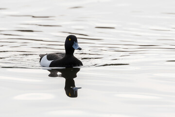 Tufted duck swimming, reflection in water