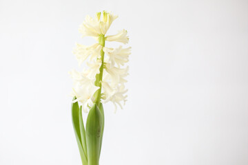 Growing hyacinth. Hyacinths bulb. Spring flower on white background
