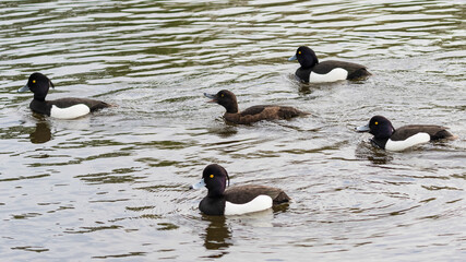 Female tufted duck being escorted by 4 males