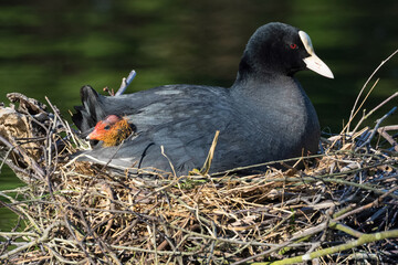 female Moorhen on nest in pond with chick resting among feathers 